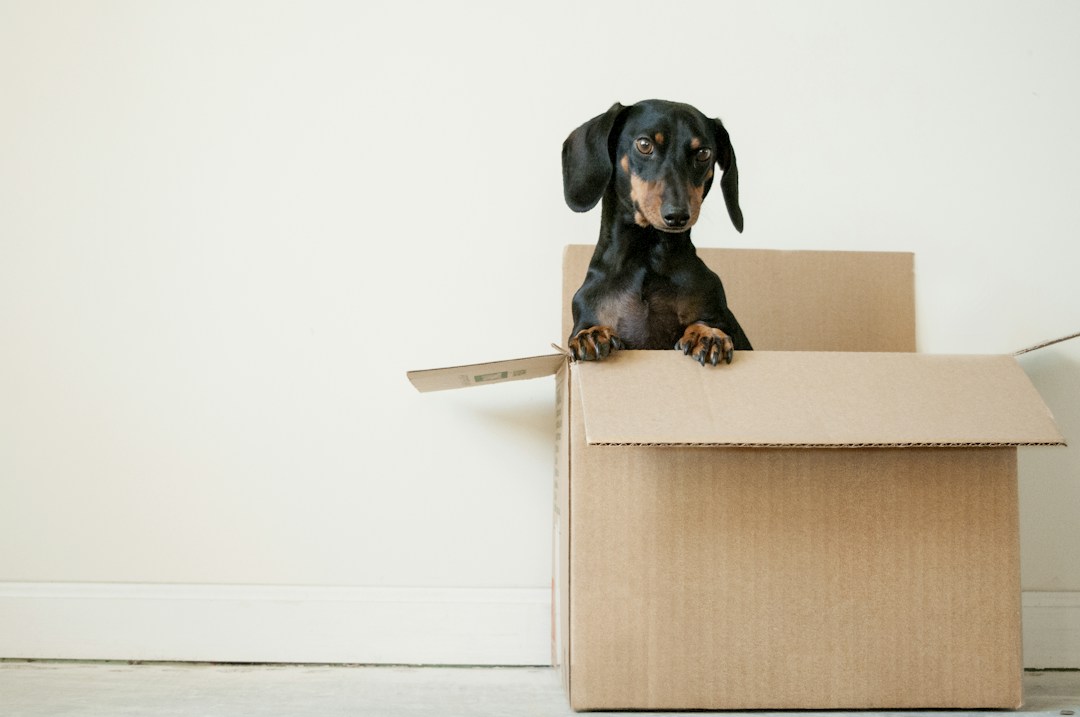 The Top Moving Mistakes To Avoid: Insights from Seasoned Movers 12 img