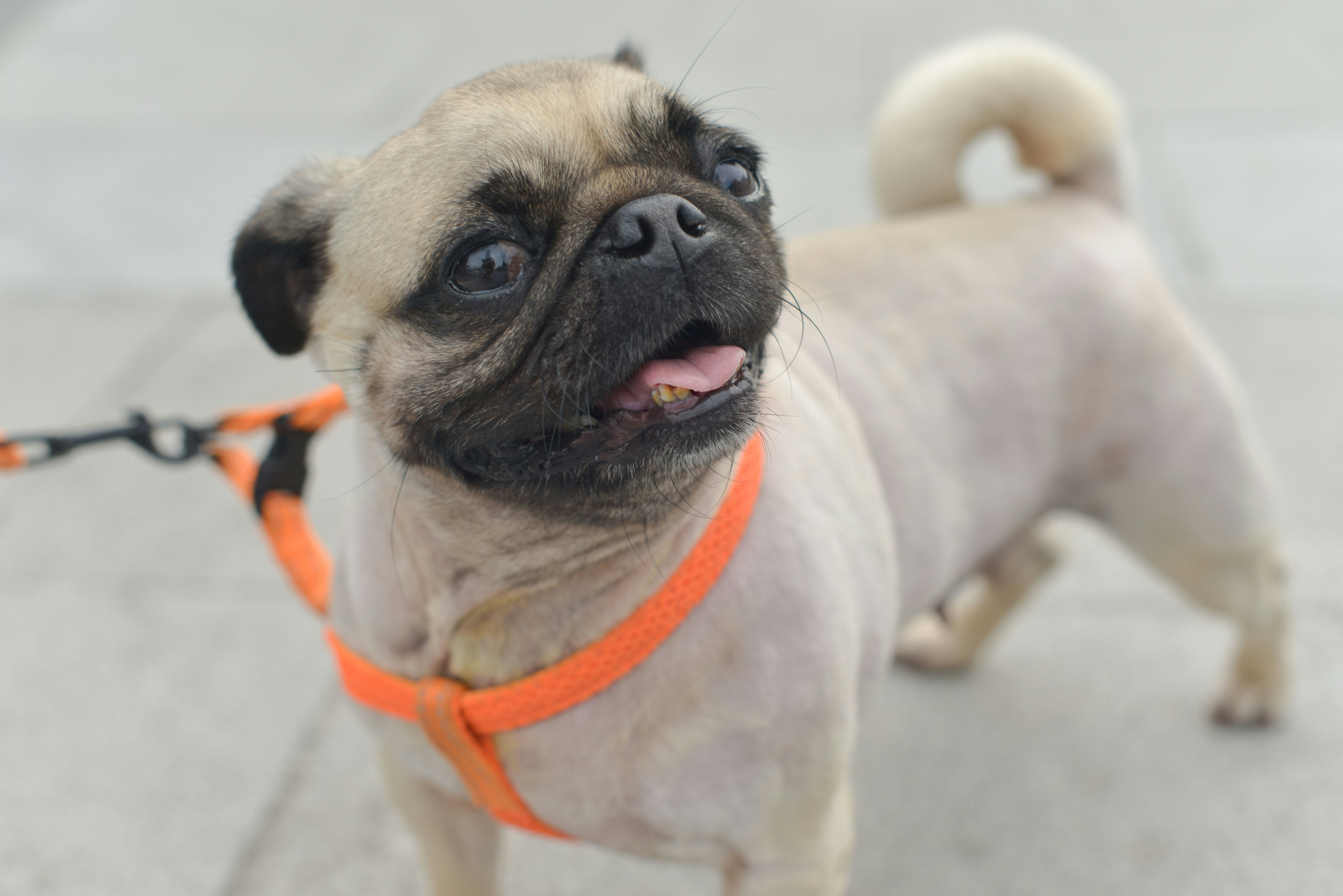 Pet Insurance Benefit Limits 18 img
